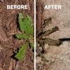 imageSpruce EZAIM Grass and Weed Killer Spray  Precision Shot for Cracks Edges ampamp Small Spaces  Starts Wilting in 1 Hour Dead Weeds in 24 Hours 3 Pack 10 Oz Each